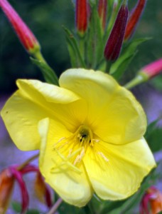 Pupalka - květ