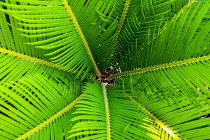 Kokosový olej - palma