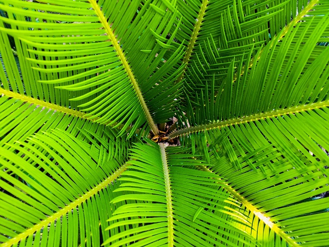 Kokosový olej - palma