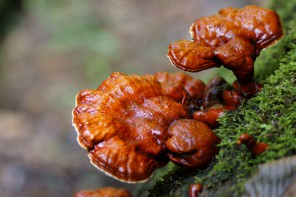 Reishi – houba věčného mládí