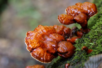 Reishi – houba věčného mládí