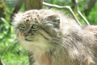 Manul