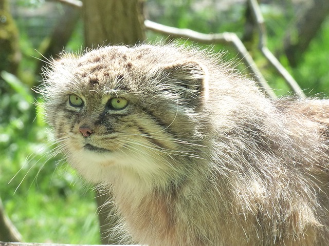 Manul